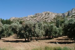 alpilles.jpg